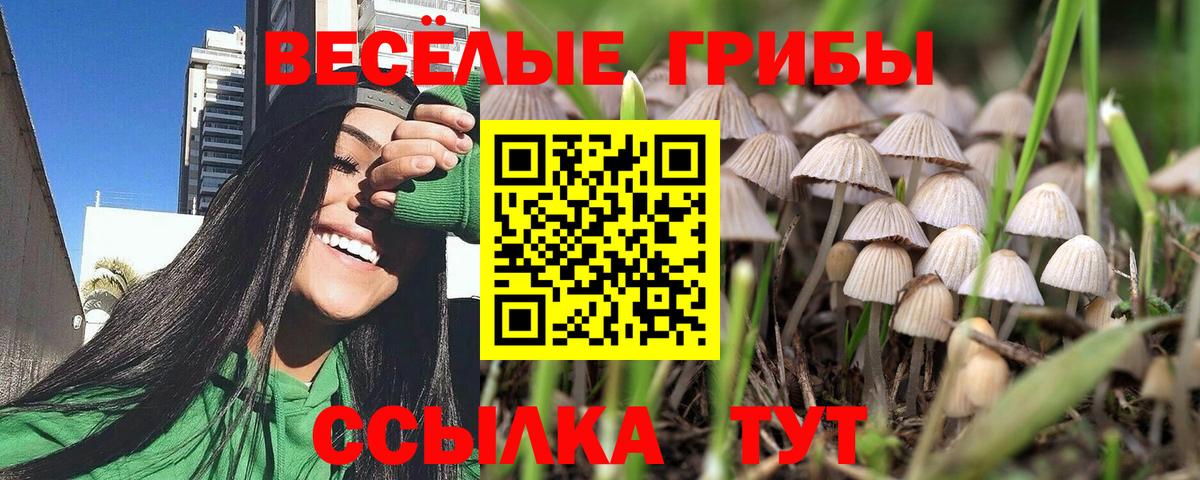 Псилоцибиновые грибы GOLDEN TEACHER Кимры